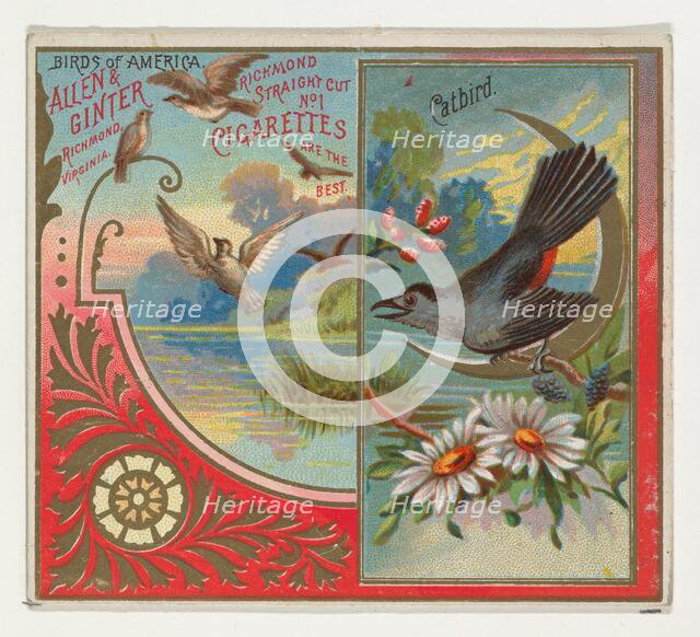 Catbird, from the Birds of America series (N37) for Allen & Ginter Cigarettes, 1888. Creator: Allen & Ginter.