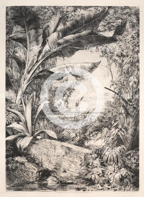 Plants of the Greenhouse, 1872. Creator: Jules Jacquemart (French, 1837-1880); A. Cadart & Luquet, 79, rue Richelieu.