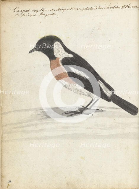 Cape bird, 1786. Creator: Jan Brandes.