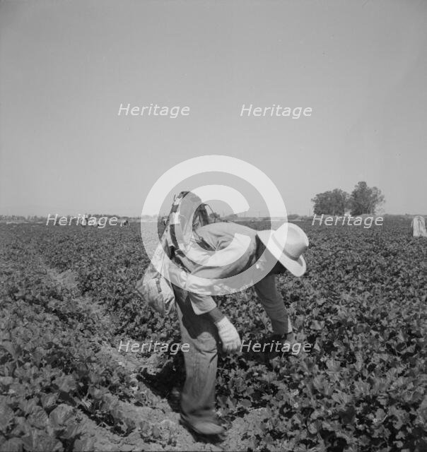Mexican picking cantaloupes in the Imperial Valley, California, 1937. Creator: Dorothea Lange.