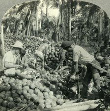 'Husking Coconuts - a Familiar Scene in the Great Coconut Country near Pagsanjan, Island of Luzon, P Creator: Unknown.