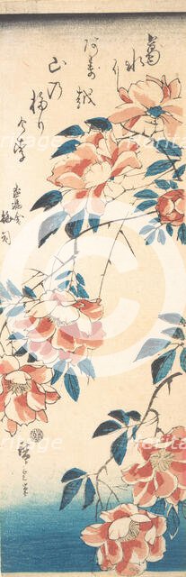 Rose. Creator: Ando Hiroshige.