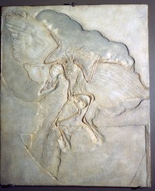 Fossil of Archaeopteryx Lithographica. Late Jurassic, (20th century) Artist: Unknown.