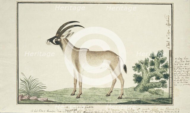 Hippotragus equinus (Roan antelope), 1777-1786. Creator: Robert Jacob Gordon.
