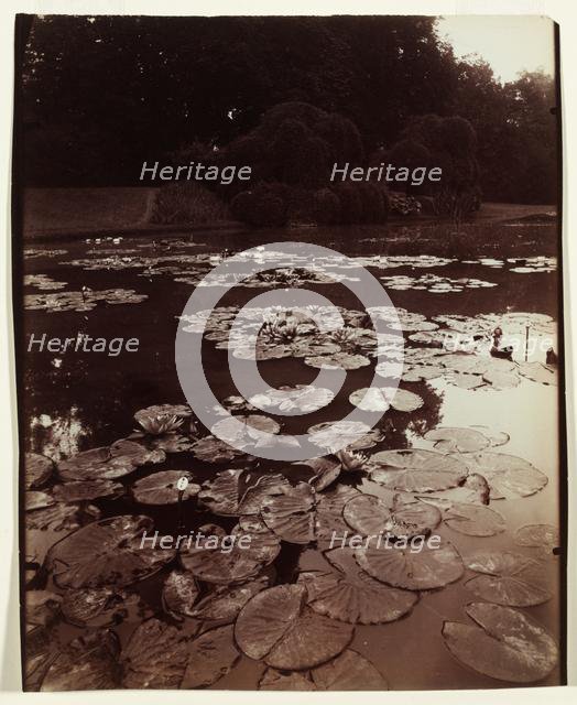 Nymphéa, 1922-1923. Creator: Eugène Atget (French, 1857-1927).