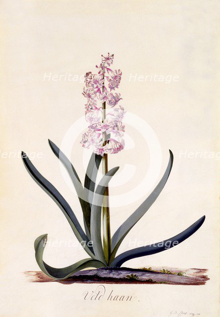 Hyacinth 'Veld Haan', c. 1744 (hand coloured engraving). Creator: "Georg Dionysius Ehret (1710 - 70); Ehret, Georg Dionysius (1710-1770)".