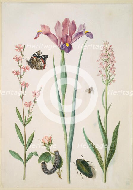Catchfly with admiral, rose with fox moth, iris, hoverfly, jewel beetle and orchid, (after 1691?). Creator: Maria Sibylla Merian circle.