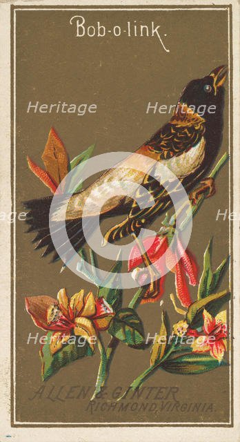 Bob-o-link, from the Birds of America series (N4) for Allen & Ginter Cigarettes Brands, 1888. Creator: Allen & Ginter.