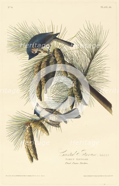 Crested Titmouse, 1828. Creator: Robert Havell.