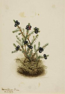Crowberry (Empetrum nigrum), 1917. Creator: Mary Vaux Walcott.