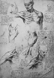 'Anatomical Drawings of a Man's Neck and Shoulders', c1480 (1945). Artist: Leonardo da Vinci.