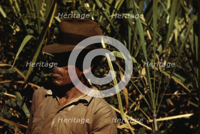 FSA borrower who is a member of a sugar cooperative, vicinity of Rio Piedras, Puerto Rico, 1942. Creator: Jack Delano.