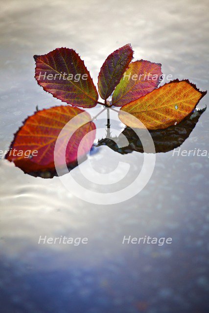 Sprig of red and gold autumn leaves floating on the surface of water, 2009. Artist: James McCormick.