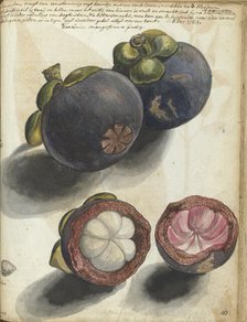 Mangosteen, 1784. Creator: Jan Brandes.