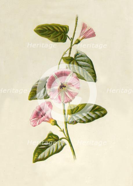'Field-Convolvulus', 1877. Creator: Frederick Edward Hulme.