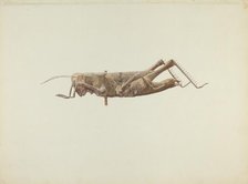 Grasshopper Weather Vane, c. 1936. Creator: Joseph Goldberg.