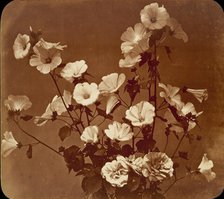 [Flower Study, Rose of Sharon], ca. 1854. Creator: Adolphe Braun.