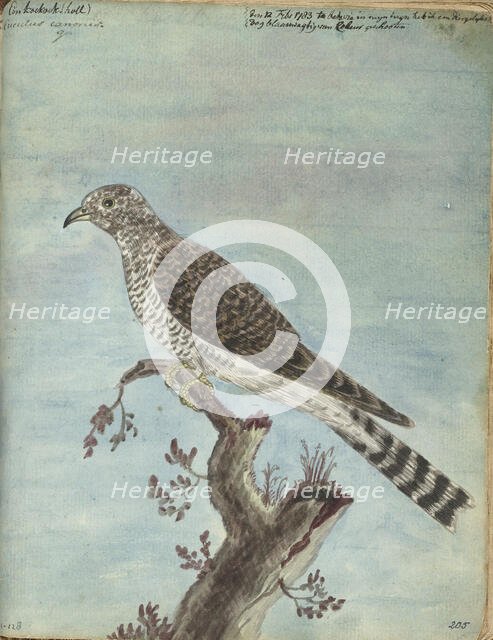 Dutch cuckoo, 1770-1787. Creator: Jan Brandes.