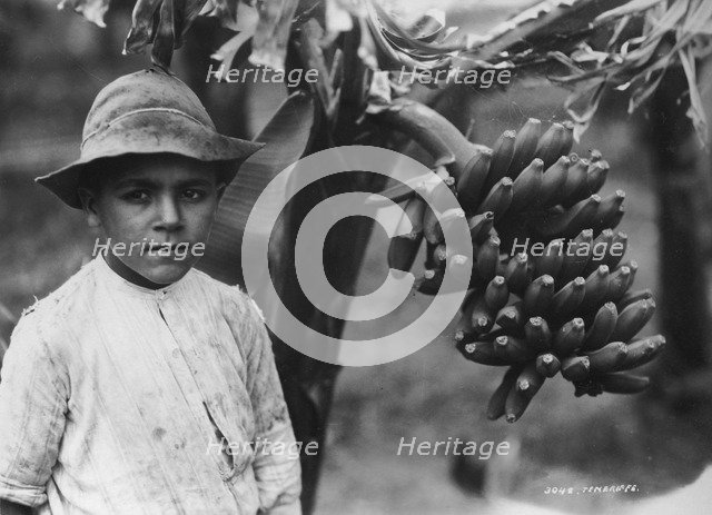 Boy with bananas growing on a tree, Tenerife, Canary Islands, Spain, c1920s-c1930s(?). Artist: Unknown