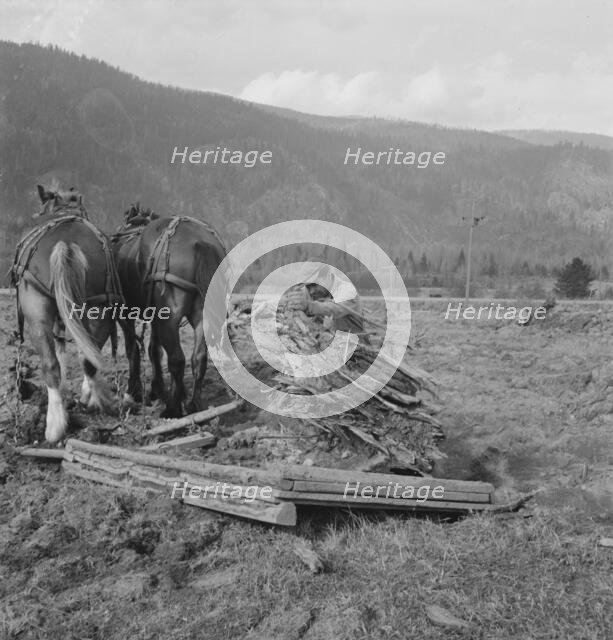 Ex-mill worker clears eight-acre field after bulldozer has pulled..., Boundary County, Idaho, 1939. Creator: Dorothea Lange.