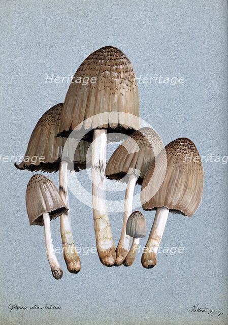 A fungus (Coprinus atramentarius): six fruiting bodies, 1897. Creator: Unknown.