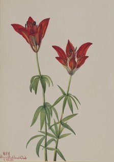 Wood Lily (Lilium philadelphicum), 1932. Creator: Mary Vaux Walcott.