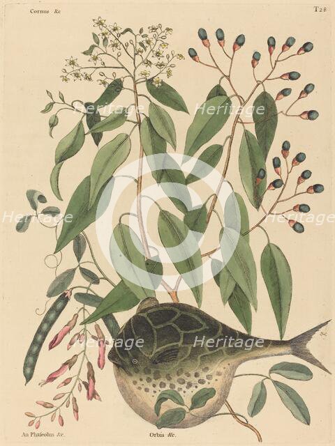 The Globe Fish (Tetrodon lagocephalus), published 1731-1743. Creator: Mark Catesby.