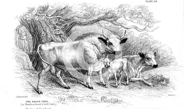 British wild or park cattle.  Artist: William Jardine