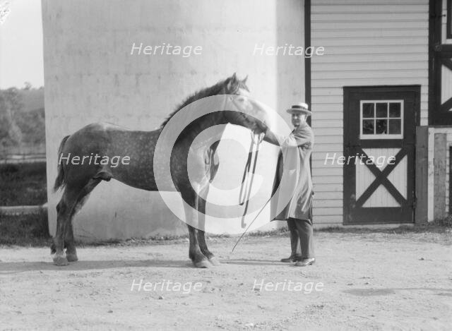 Watson, Thomas J., with Percheron horse, between 1923 and 1929. Creator: Arnold Genthe.