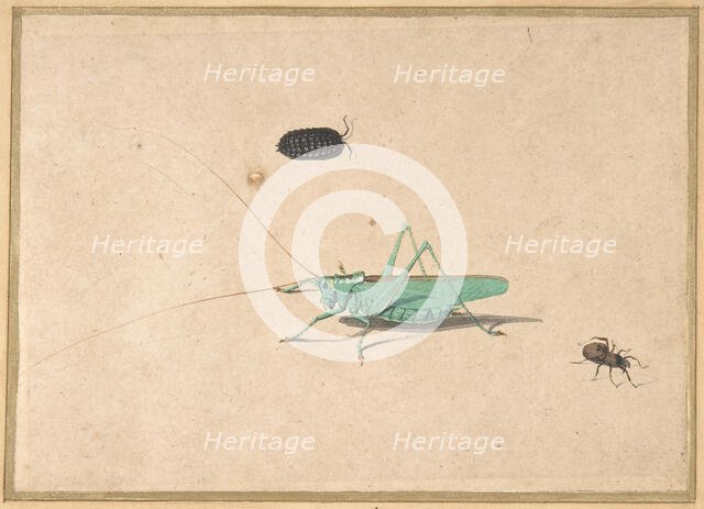 A Great Green Bush Cricket..., A Clioniona Spider, and a Beetle, 17th century (?). Creator: Anon.