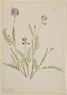 Alpine Vetch (Astragalus bourgovii), 1917. Creator: Mary Vaux Walcott.