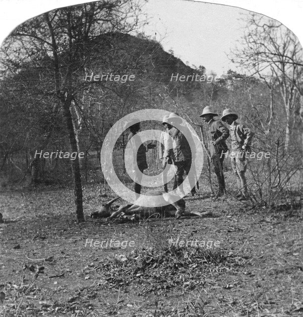 Colonel Afsurul Mulk on a tiger hunt, India, 1900s. Artist: Unknown