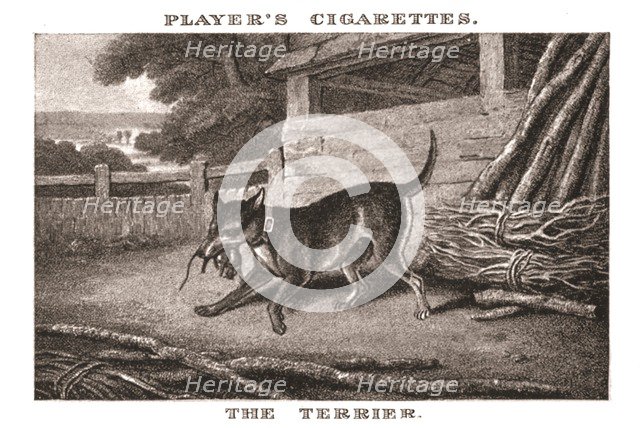 'The Terrier', (1924). Creator: Unknown.