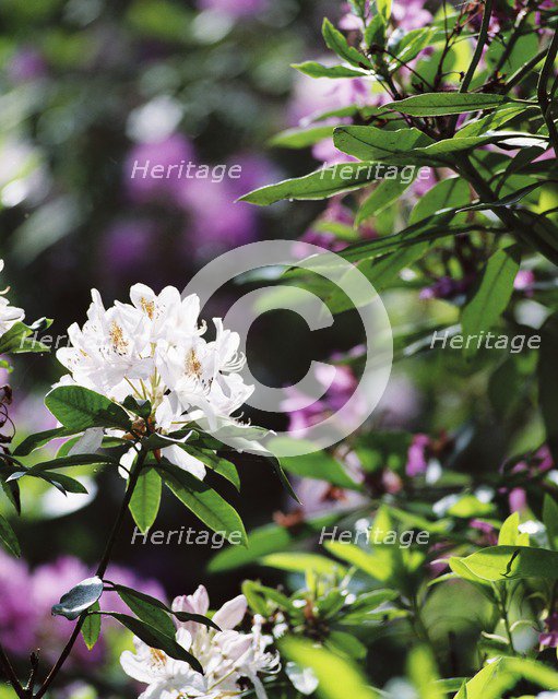 White rhodedendron flowers, Witley Court Gardens, Great Witley, Worcestershire, c2000-c2017. Artist: James O Davies.