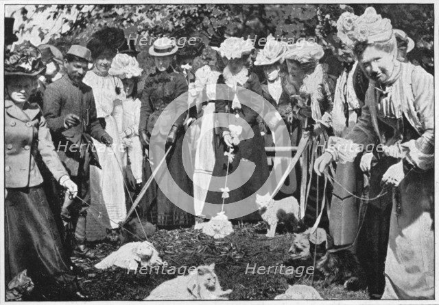 Judging cats at the Royal Botanic Gardens show, Kew, London, c1900 (1901). Artist: Unknown.