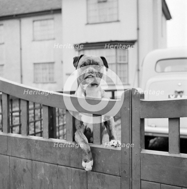 A boxer dog looking over the garden gate of a house, Aspenden, Hertfordshire, 1960. Artist: John Gay.