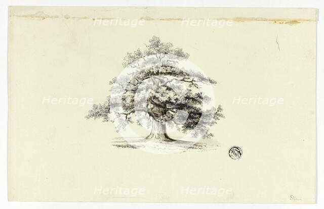 Oak Tree, n.d. Creator: Unknown.