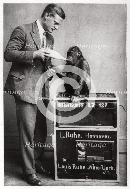 An unusual passenger, Zeppelin LZ 127 'Graf Zeppelin', 1933. Artist: Unknown