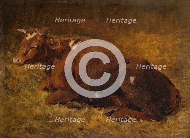 A Cow Lying On The Ground, 1865-1872. Creator: Alfred Baker.