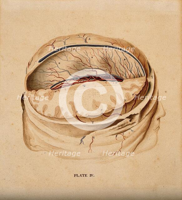 Brain: dissection showing a section of the right hemisphere, 1820-1827. Creator: William Home Lizars.
