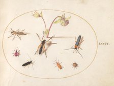 Plate 76: Insects with a Pink and Cream Columbine, c. 1575/1580. Creator: Joris Hoefnagel.