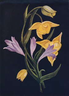 'Diogenes Lantern & Harvest Brodiaea',  c1915, (1915). Artist: Emma Graham Clock.