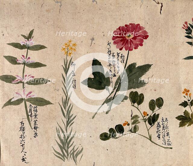 Four flowering plants, including a legume, a labiate and an anemone, 1870. Creator: Unknown.