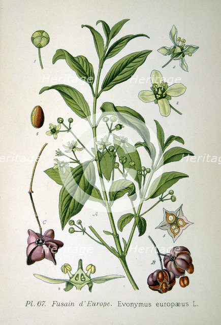 European spindle tree, 1893. Artist: Unknown