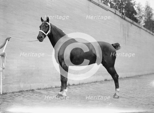 Horse Shows - Mclean Horses, 1912. Creator: Harris & Ewing.