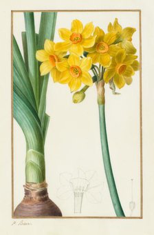 Polyanthus or Cluster Narcissus (Botanical: Narcissus tazetta), 1836. Creator: Pancrace Bessa (French, 1772-1846).