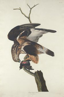 Rough-legged Falcon, 1833. Creator: Robert Havell.