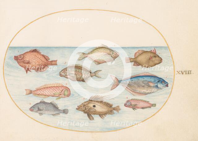 Animalia Aqvatilia et Cochiliata (Aqva): Plate XVIII, c. 1575/1580. Creator: Joris Hoefnagel.