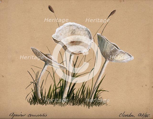 A fungus (Agaricus cerussatus): three fruiting bodies, 1865. Creator: Unknown.