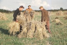 Stooking Corn Wheat in August, Yorkshire, c1960. Artist: CM Dixon.